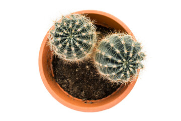 Cacti in a pot isolated