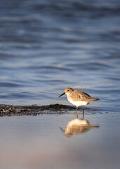 Small bird with color body on the sea coast