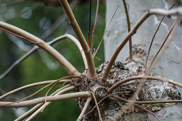 arbre branche tige printemps nature vert environnement