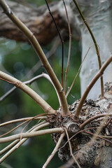 arbre branche tige printemps nature vert environnement