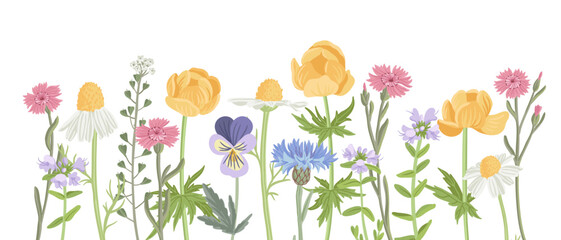 wild plants, field flowers, vector drawing herbs at white background, floral backdrop, hand drawn botanical illustration