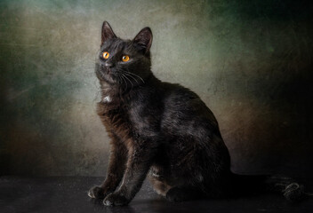 Portrait of a black kitten with yellow eyes on a dark background