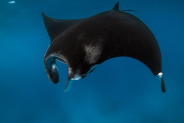 Close up view of giant manta ray fish. Big fish in transparent ocean © artifirsov
