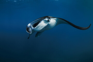 Manta ray swimming freely in ocean. Giant manta in the blue background