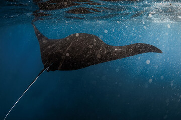 Giant manta ray fish glides in sea. Snorkeling with big fish in blue ocean © artifirsov