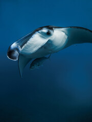 Close up view of giant manta ray fish. Big fish in ocean © artifirsov