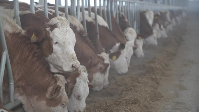 This stock video shows the process of feeding purebred cows on a dairy farm. This video will decorate your projects related to agriculture, cattle breeding, animal husbandry, cattle breeding.
