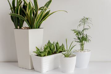 home plant in white pot in interior.
