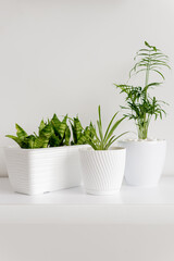 home plant in white pot in interior.