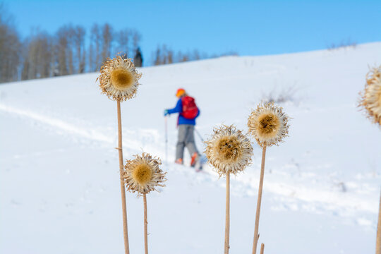 A girl skiing in the San Juan National Forest, Silverton, Colorado.