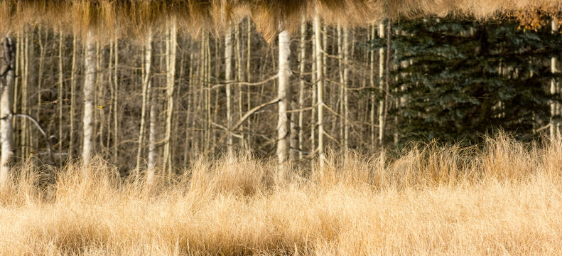 Aspen trees reflected in lake along Highway 550, Durango, Colorado.