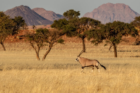 รูปภาพGondwanaland เลือกดูภาพถ่ายสต็อก เวกเตอร์ และวิดีโอ1,514