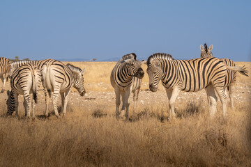 Fototapeta na wymiar african plains zebra on the dry brown savannah grasslands browsing and grazing. focus is on the zebra with the background blurred, the animal is vigilant while it feeds