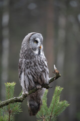 Ural owl (Strix uralensis) is a medium-sized nocturnal owl of the genus Strix, with up to 15 subspecies found in Europe and northern Asia
