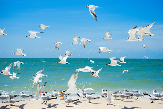 Flock of seagulls on the beach