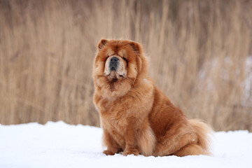 Beautiful fluffy chow chow dog in nature. Red dog in the snow.