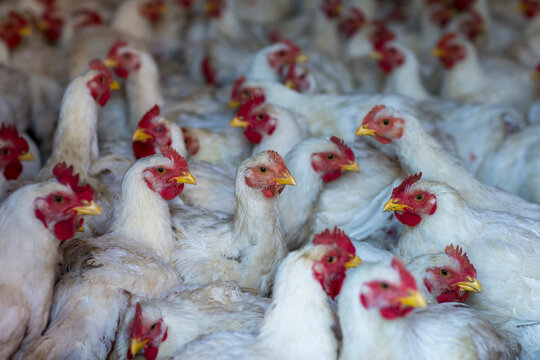 White oblivious chickens waiting to be butchered, Elk Hart Lake, Wisconsin, USA
