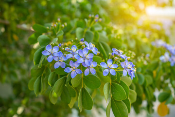 Flower of Lignum Vitae (Guaiacum officinale Linn)
