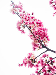 Obraz na płótnie Canvas Pink spring cherry blossom. Cherry tree branch with spring pink flowers.