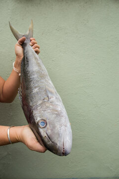 Freshly caught uku (Aprion virescens) fish, Honolulu, Oahu, Hawaii Islands, USA