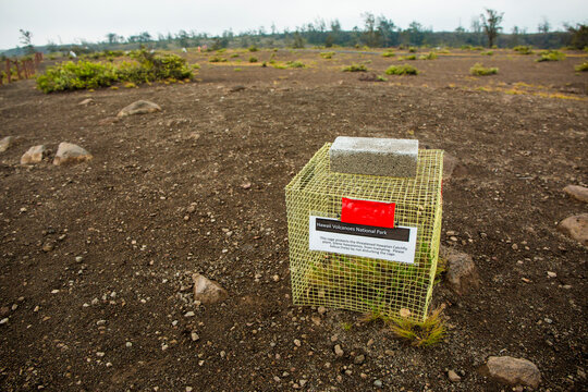 A cage protects a Hawaiian catchfly plant on the edge of Kilauea Caldera in Hawai'i Volcanoes National Park, Big Island Hawaii.