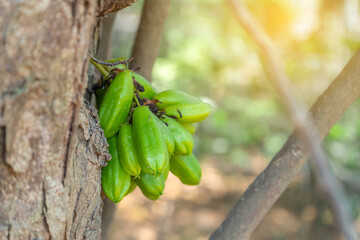 The green fruit of Bilimbi, Bilimbing, Cucumber tree, Tree sorrel (Averrhoa bilimbi)
