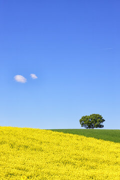Colza field in Guadalajara. Flowers in spring. Castilla la Mancha. Spain