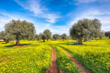 Plantation with many old olive trees and yellow blossoming meadow.