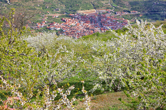 Cherry tree blossom in Jerte valley, Caceres, Extremadura, Spain