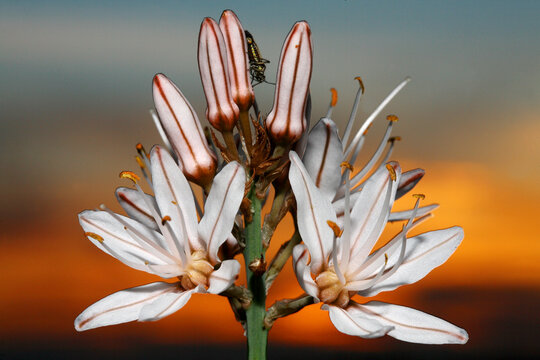 gamÃ³n-blanco Asphodelus albus summer flower bulb white May, MonfragÃ¼e National park, caceres, extremadura, spain