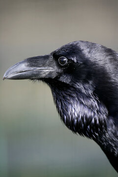 Raven (Corvus corax) perched from a rock in a necrophagous bird feeding station,Monfrag&Atilde;&frac14;e National park. Spain