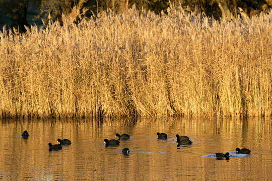 Eurasian Coots Fulica atra allo preening on Lake daimiel national park. Ciudad Real. Castilla la Mancha. Spain