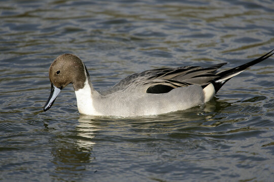 Northeren Pintail (Anas Acuta) swimming in Do&Atilde;&plusmn;ana National Park. Huelva. Andaluc&Atilde;&shy;a. Spain