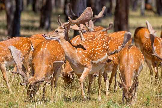 Fallow Deer (Dama dama), herd of does in summer, Montes de Toledo. Castilla la Mancha