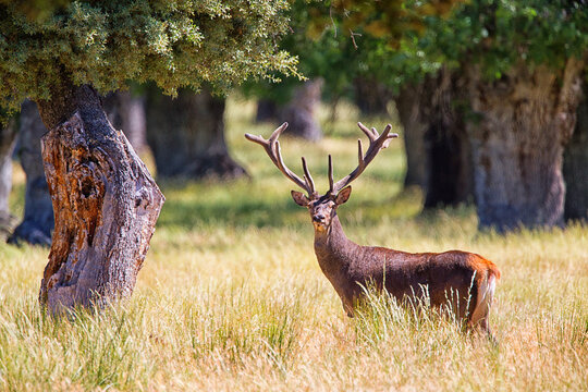 Fallow Deer (Dama dama), herd of does in summer, Montes de Toledo. Castilla la Mancha