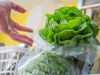Closeup of a woman's hand with lettuce in a transparency plastic bag in the kitchen