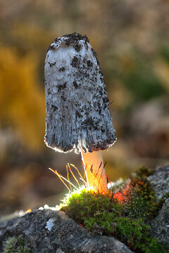 Close-up Of Shaggy Ink Cap Mushroom