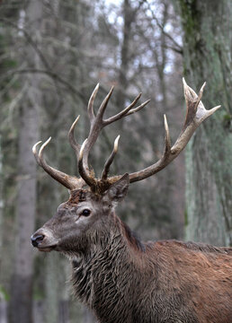 Red deer (Cervus elaphus) in the middle of a forest. Adult with big horns.