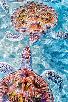 Green sea turtles (Chelonia mydas), Akumal, Yucatan Peninsula, Mexico