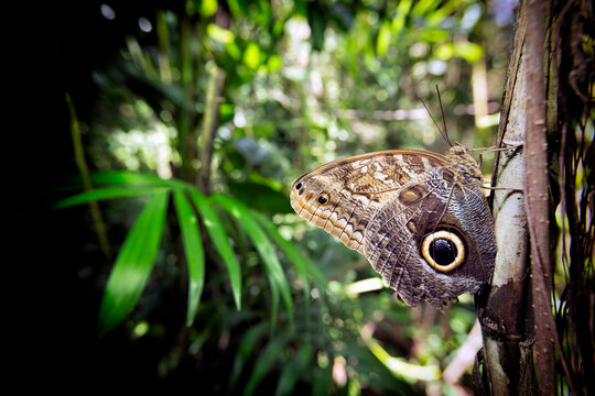 Owl butterfly (Caligo memnon) perching on tree, Yucatan Peninsula, Mexico