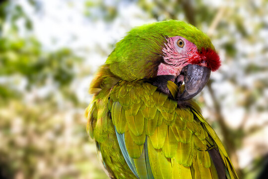 Military macaw (Ara militaris) parrot, Cancun, Yucatan Peninsula, Mexico