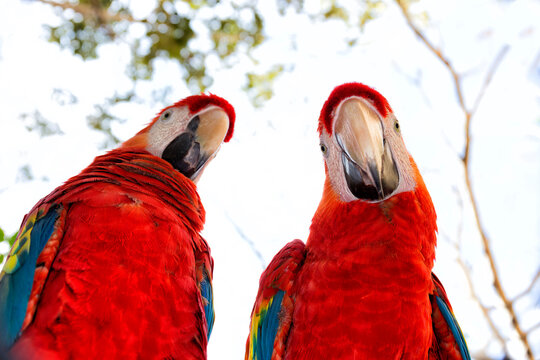 Two scarlet macaw (Ara macao) parrots, Xcaret Park, Playa del Carmen, Quintana Roo, Yucatan Peninsula, Mexico