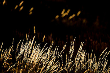 Close-up shot of lavender field, Brihuega, Guadalajara province, Castilla La Mancha, Spain