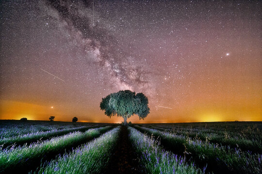 Lavender field at night, Brihuega, Guadalajara province, Castilla La Mancha, Spain