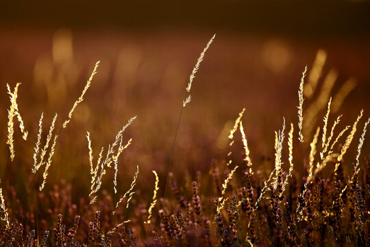 Close-up shot of lavender field, Brihuega, Guadalajara province, Castilla La Mancha, Spain