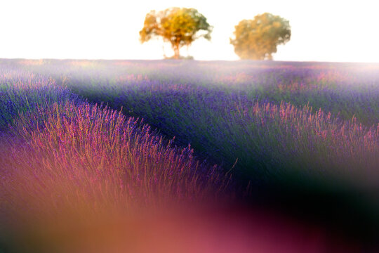 Lavender field, Brihuega, Guadalajara province, Castilla La Mancha, Spain
