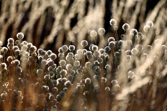 Close-up of plants in lavender field, Brihuega, Guadalajara province, Castilla&Acirc;&nbsp;La&Acirc;&nbsp;Mancha, Spain