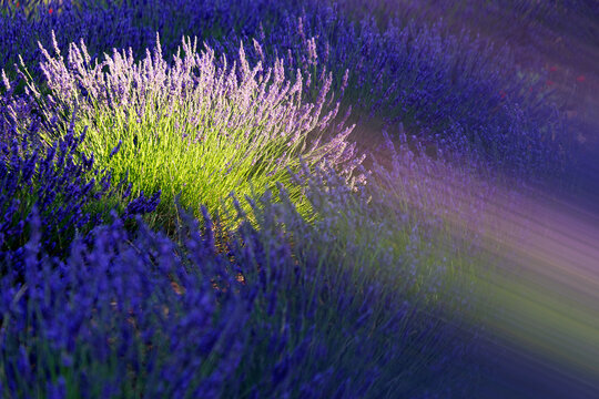 Close-up&Acirc;&nbsp;of lavender in field, Brihuega, Guadalajara province, Castilla&Acirc;&nbsp;La&Acirc;&nbsp;Mancha, Spain