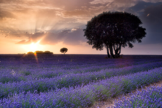 Lavender plantation. Brihuega, Guadalajara province, Castilla La Mancha, Spain