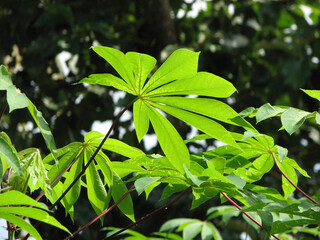 Closeup of tapioca leaves